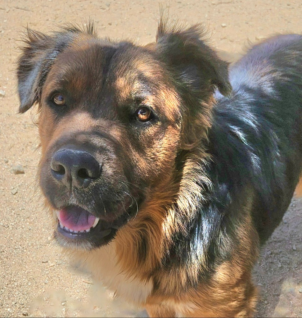 Cheelo (CP) Adopt Me!, an adoptable Shepherd, Corgi in Lake Forest, CA, 92630 | Photo Image 1
