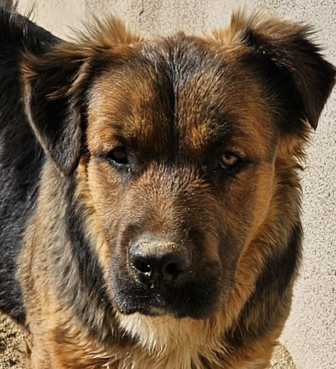Cheelo (CP) Adopt Me!, an adoptable Shepherd, Corgi in Lake Forest, CA, 92630 | Photo Image 2