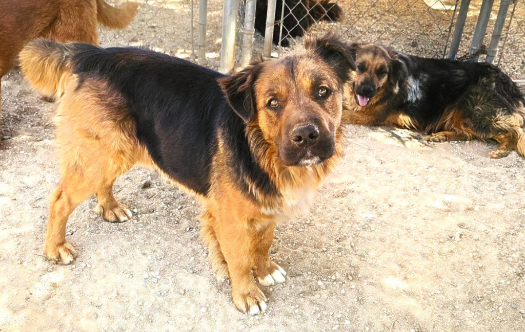Cheelo (CP) Adopt Me!, an adoptable Shepherd, Corgi in Lake Forest, CA, 92630 | Photo Image 5