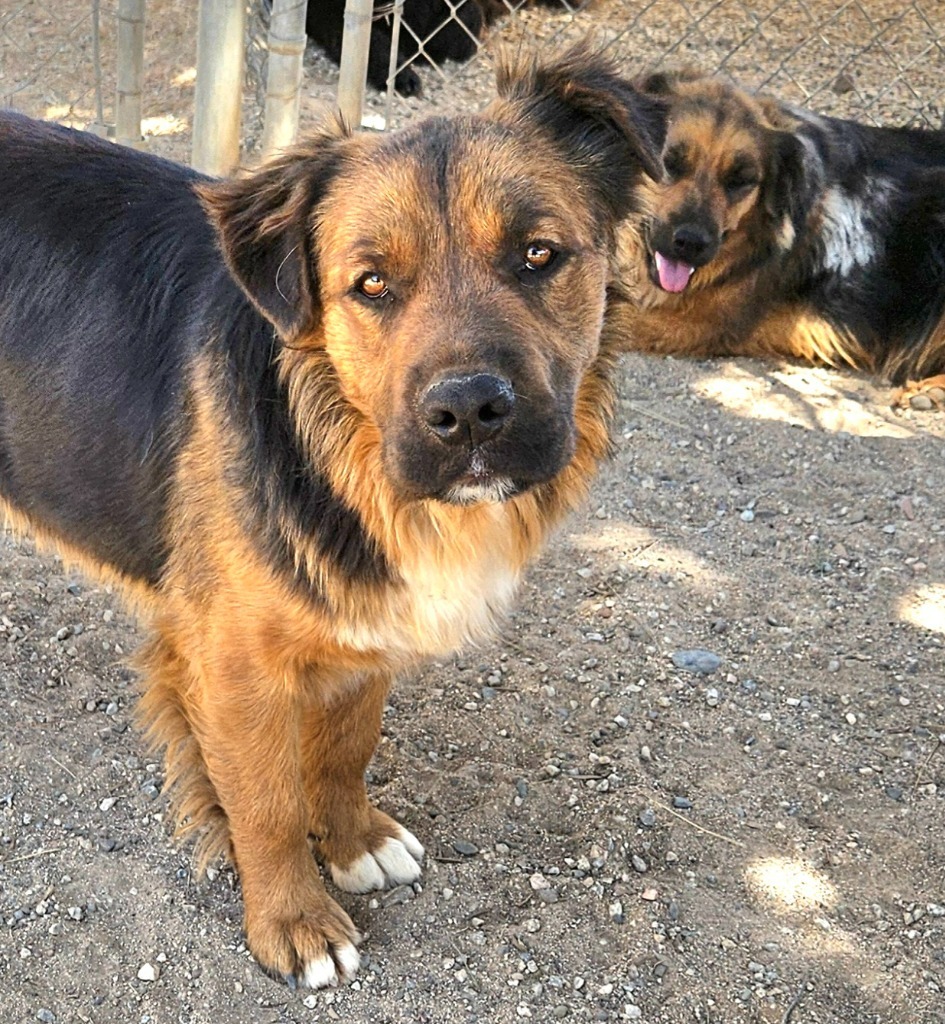 Cheelo (CP) Adopt Me!, an adoptable Shepherd, Corgi in Lake Forest, CA, 92630 | Photo Image 6