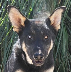 Vargo - (CP) Foster or Adopt Me, Young Male German Shepherd Dog