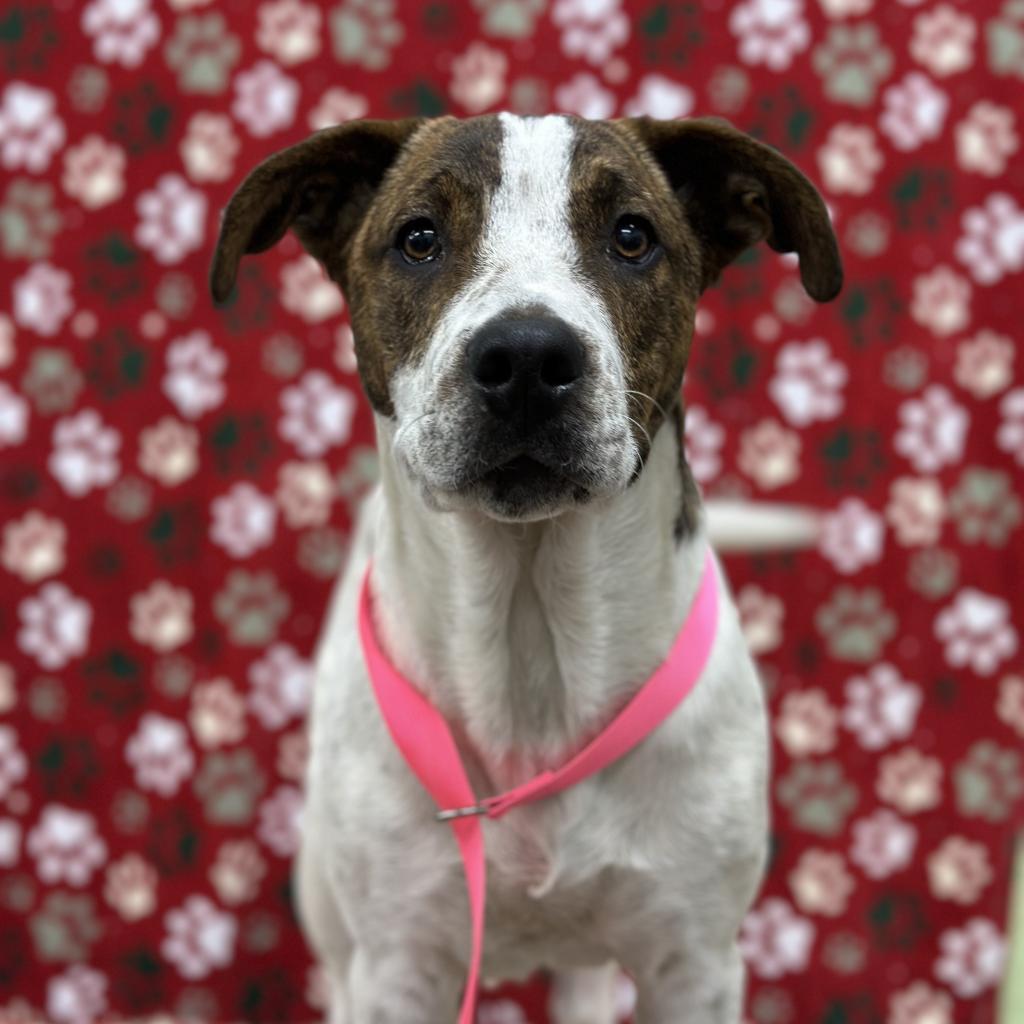 Yogi, an adoptable Affenpinscher, Labrador Retriever in Kokomo, IN, 46903 | Photo Image 1