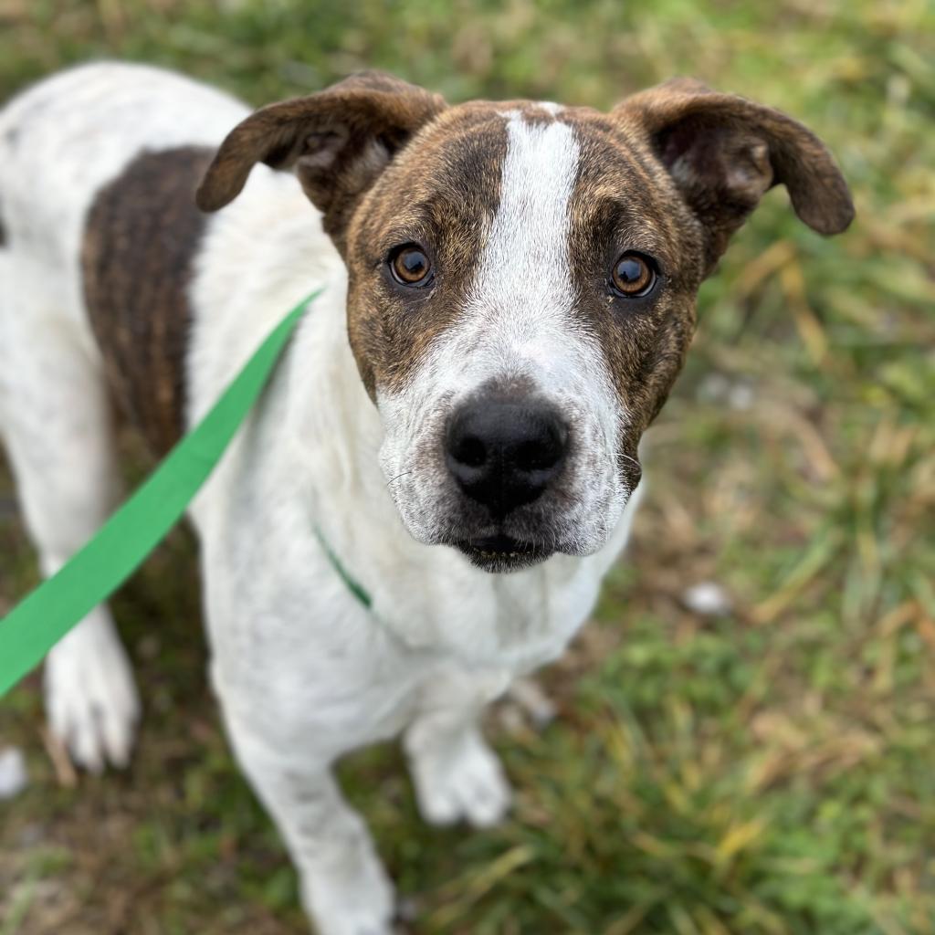 Yogi, an adoptable Affenpinscher, Labrador Retriever in Kokomo, IN, 46903 | Photo Image 2