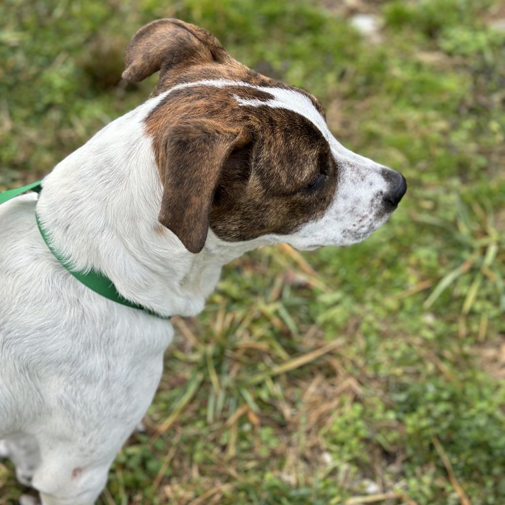 Yogi, an adoptable Affenpinscher, Labrador Retriever in Kokomo, IN, 46903 | Photo Image 3