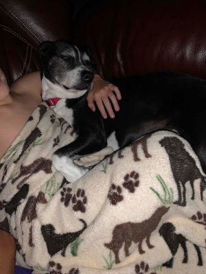 D.O.G.(DeeOhhGee), Senior Female Terrier