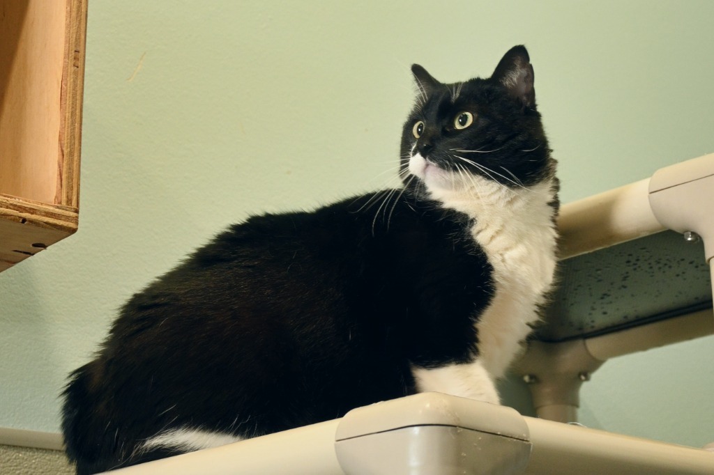 Kirby, an adoptable Domestic Short Hair in Ashland, WI, 54806 | Photo Image 1