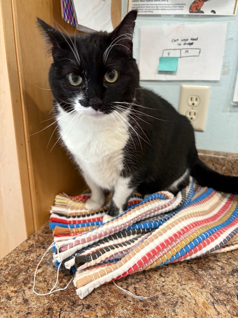 Kirby, an adoptable Domestic Short Hair in Ashland, WI, 54806 | Photo Image 1