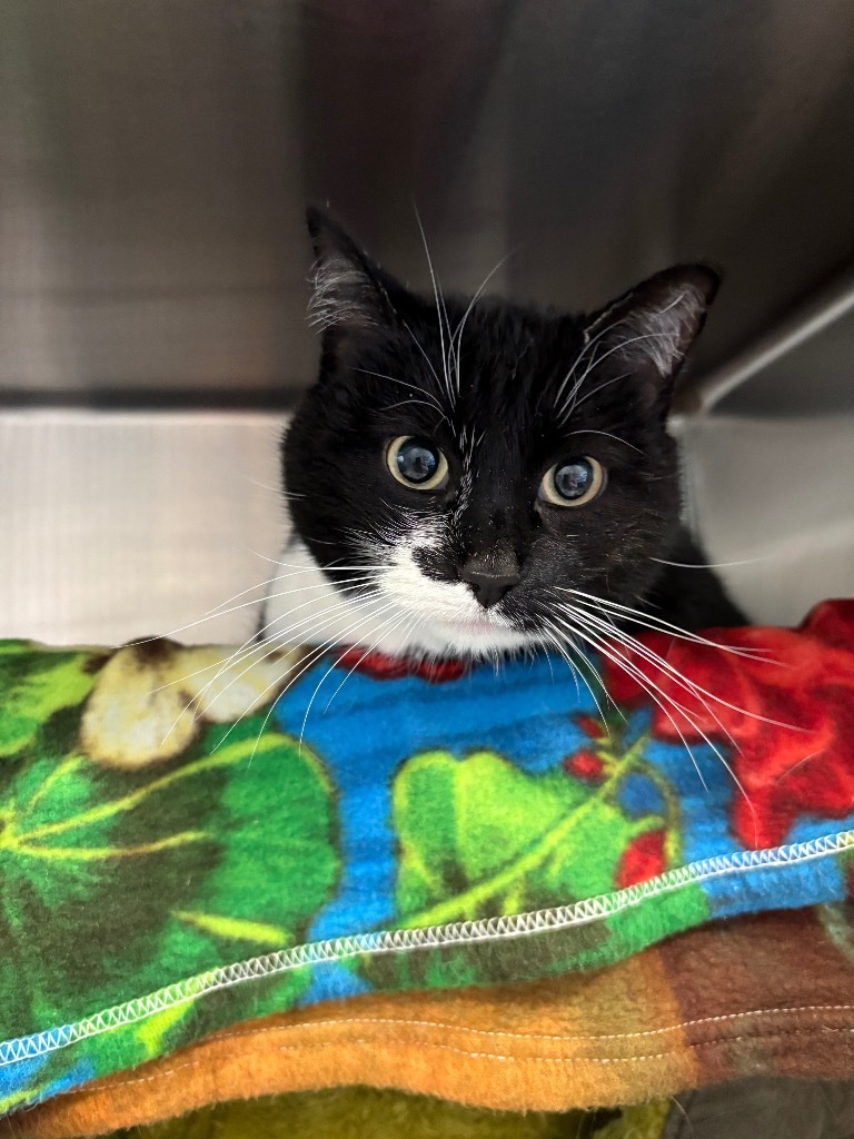 Kirby, an adoptable Domestic Short Hair in Ashland, WI, 54806 | Photo Image 2
