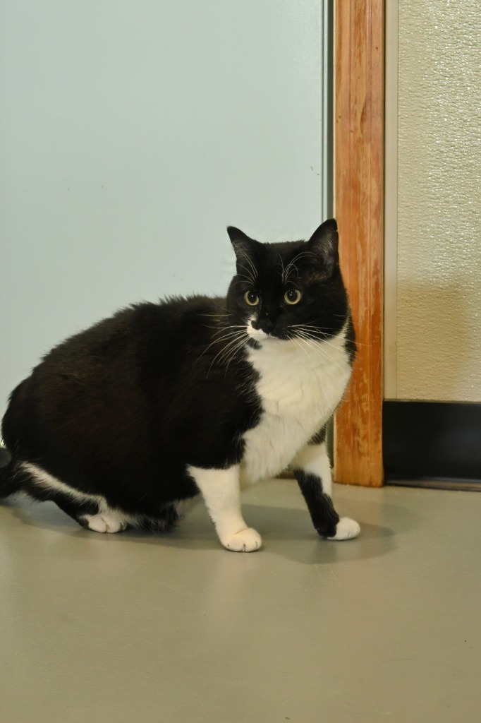Kirby, an adoptable Domestic Short Hair in Ashland, WI, 54806 | Photo Image 3
