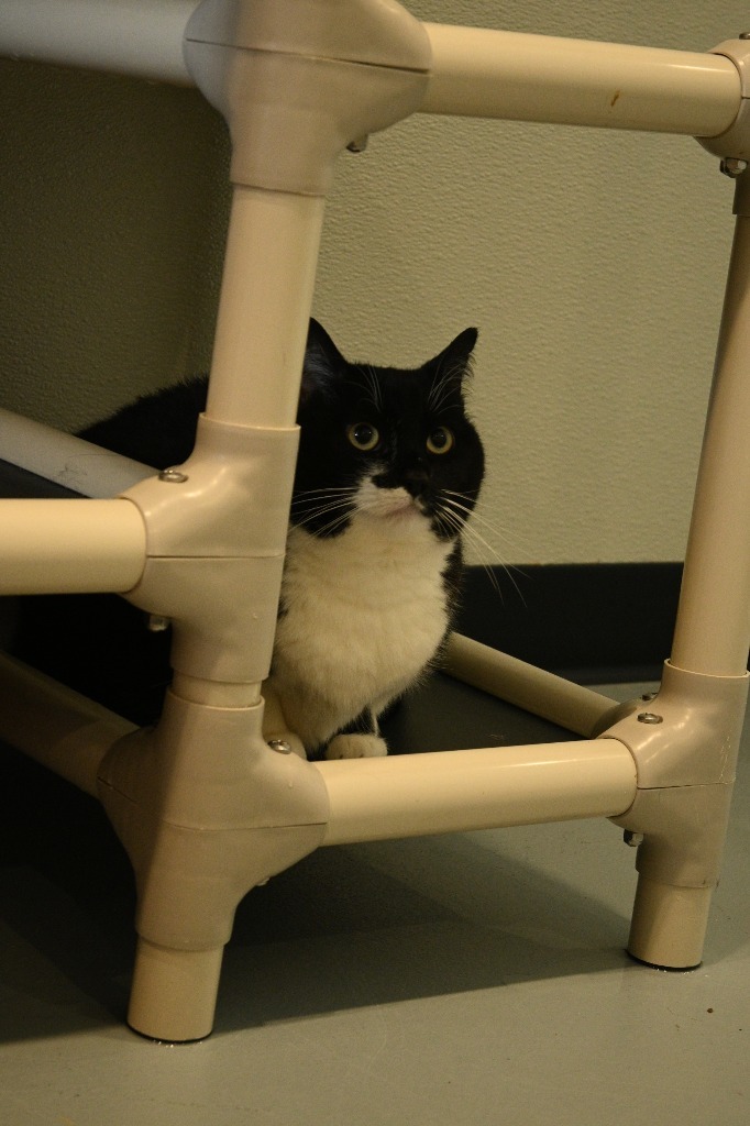 Kirby, an adoptable Domestic Short Hair in Ashland, WI, 54806 | Photo Image 4
