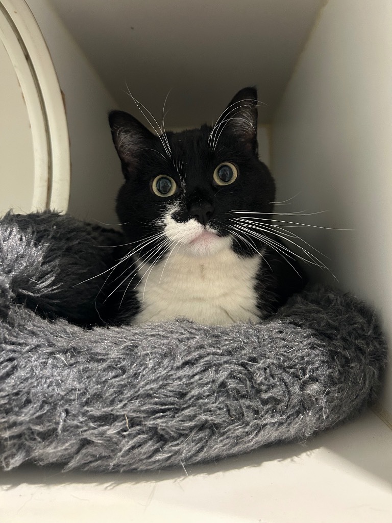 Kirby, an adoptable Domestic Short Hair in Ashland, WI, 54806 | Photo Image 6