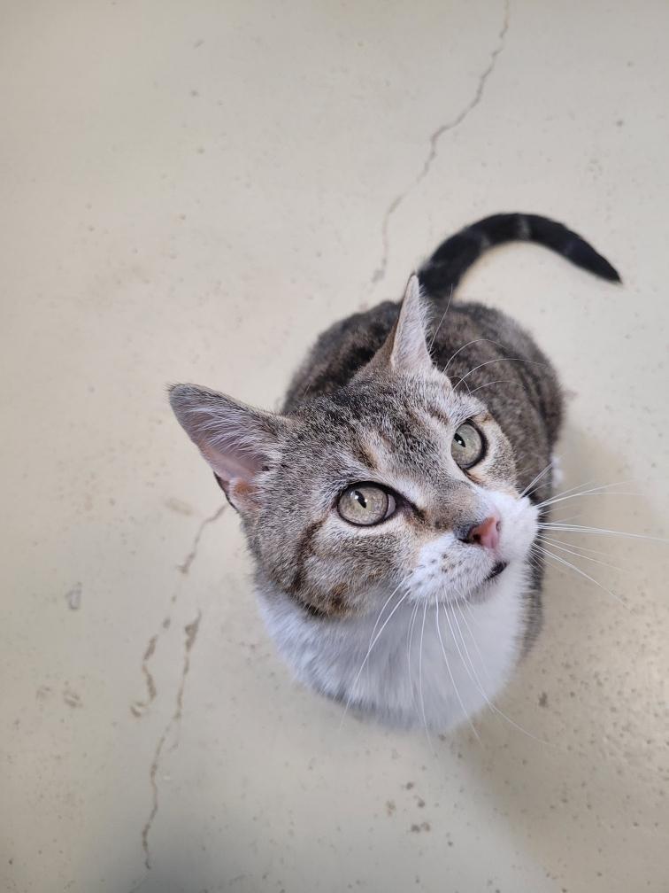Miss Whiskers