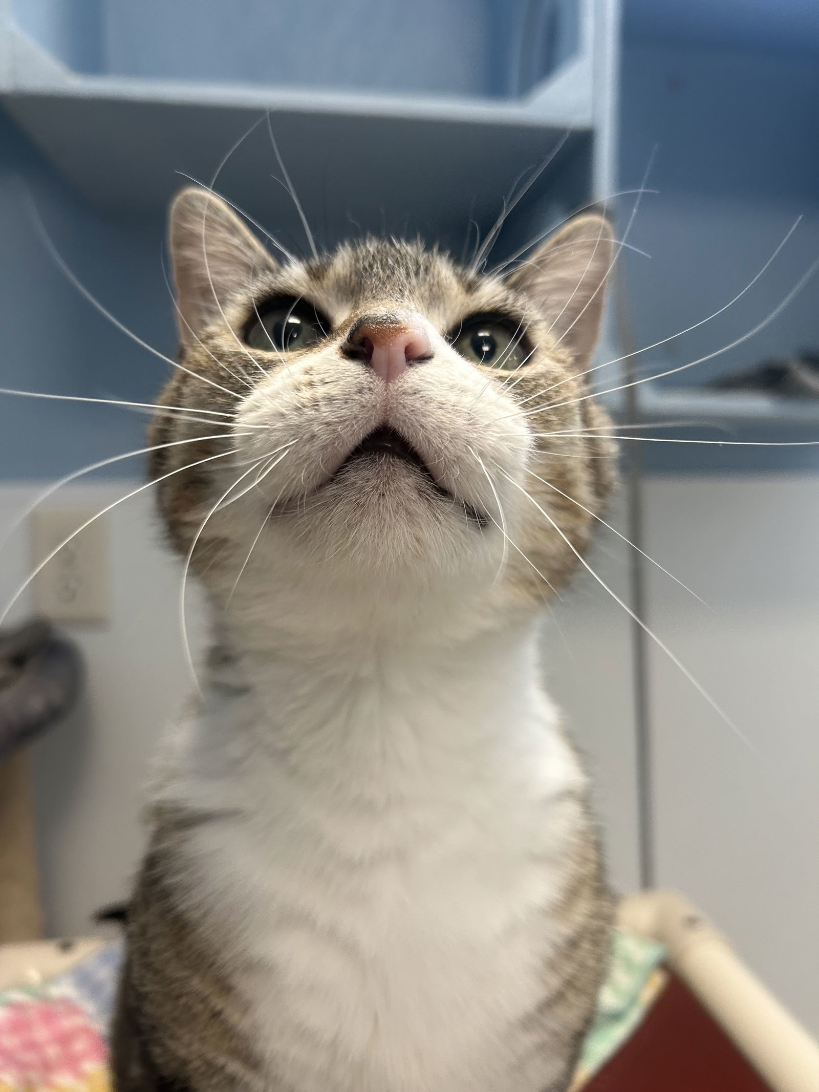 Miss Whiskers, an adoptable Domestic Short Hair in Webster, WI, 54893 | Photo Image 1