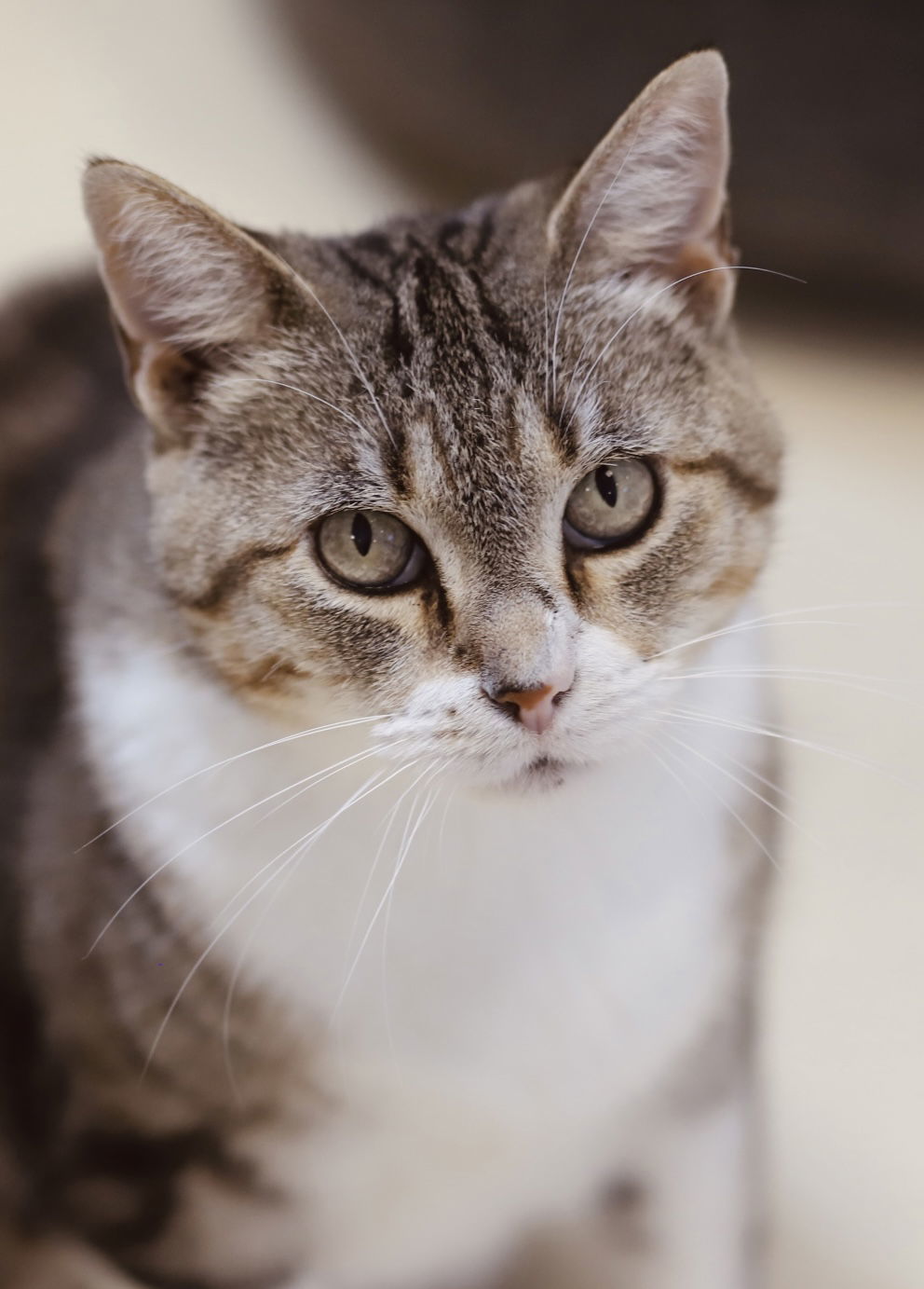 Miss Whiskers, an adoptable Domestic Short Hair in Webster, WI, 54893 | Photo Image 1