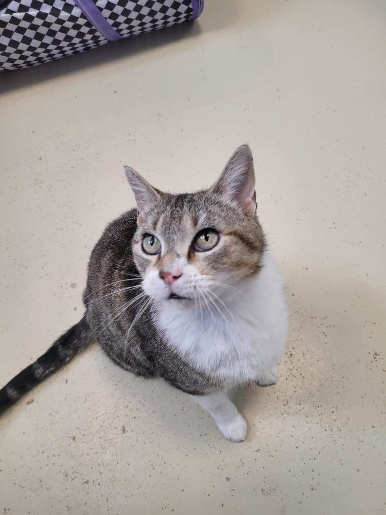 Miss Whiskers, an adoptable Domestic Short Hair in Webster, WI, 54893 | Photo Image 2