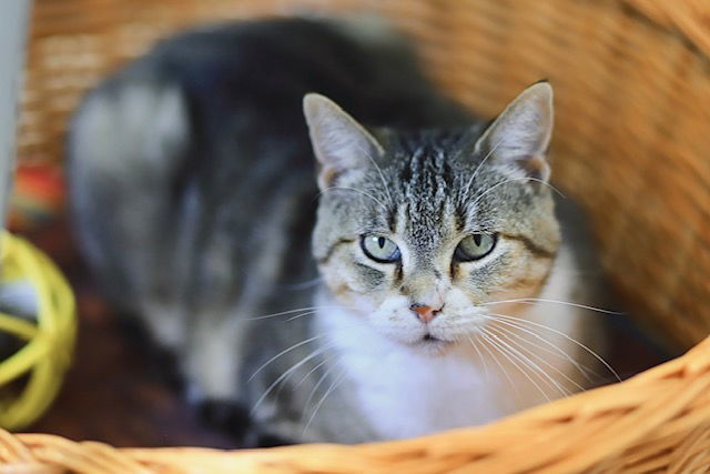 Miss Whiskers, an adoptable Domestic Short Hair in Webster, WI, 54893 | Photo Image 2