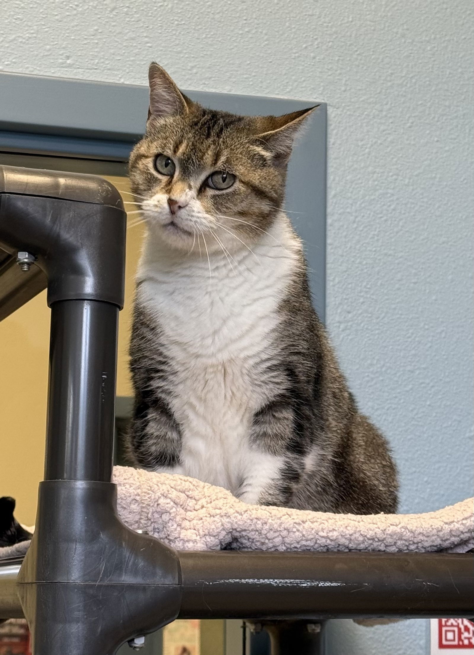 Miss Whiskers, an adoptable Domestic Short Hair in Webster, WI, 54893 | Photo Image 2
