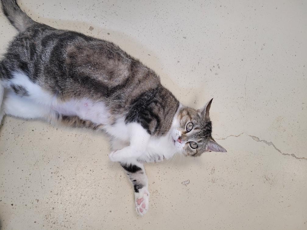Miss Whiskers, an adoptable Domestic Short Hair in Webster, WI, 54893 | Photo Image 3