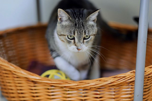 Miss Whiskers, an adoptable Domestic Short Hair in Webster, WI, 54893 | Photo Image 3
