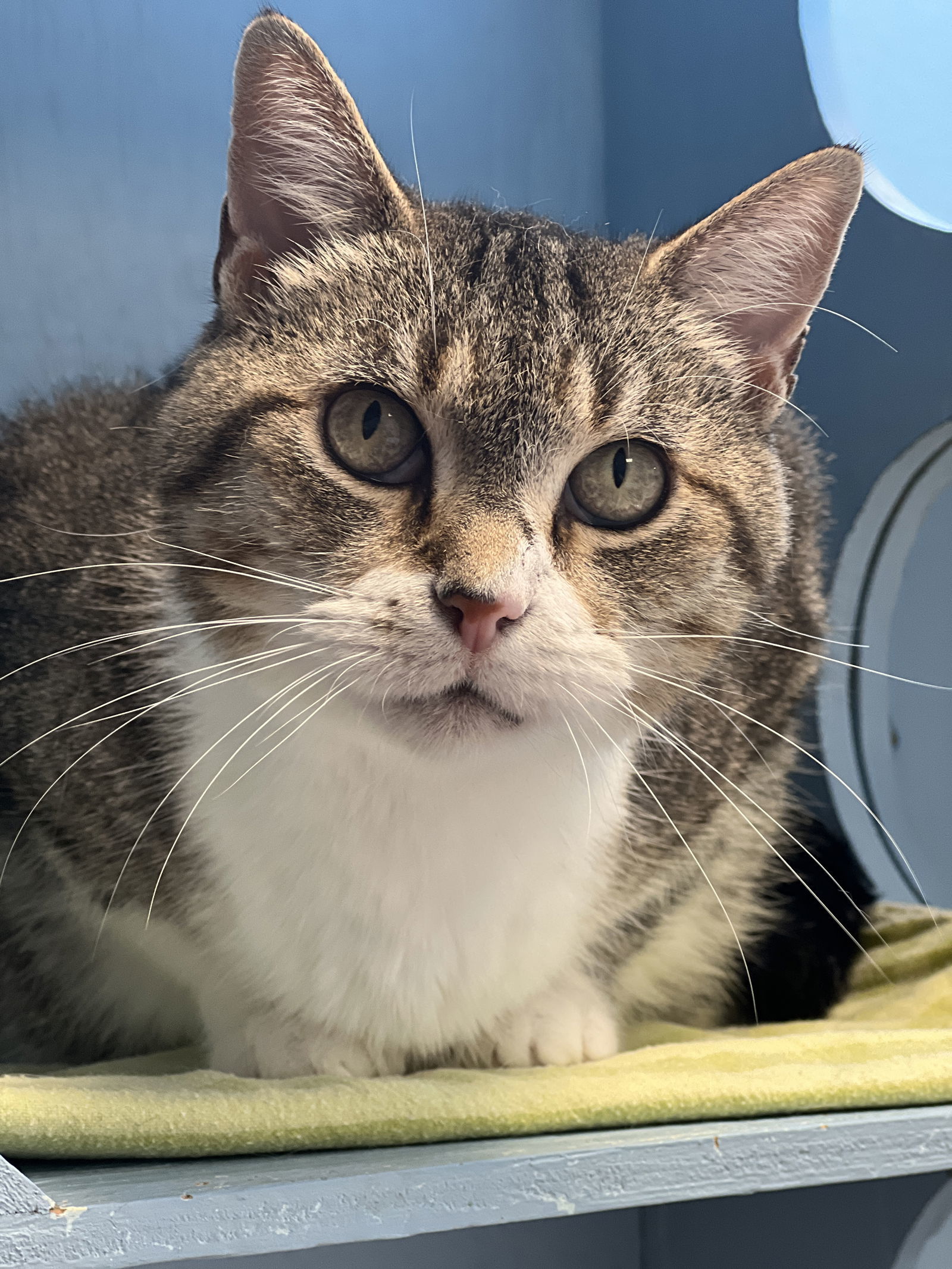Miss Whiskers, an adoptable Domestic Short Hair in Webster, WI, 54893 | Photo Image 3