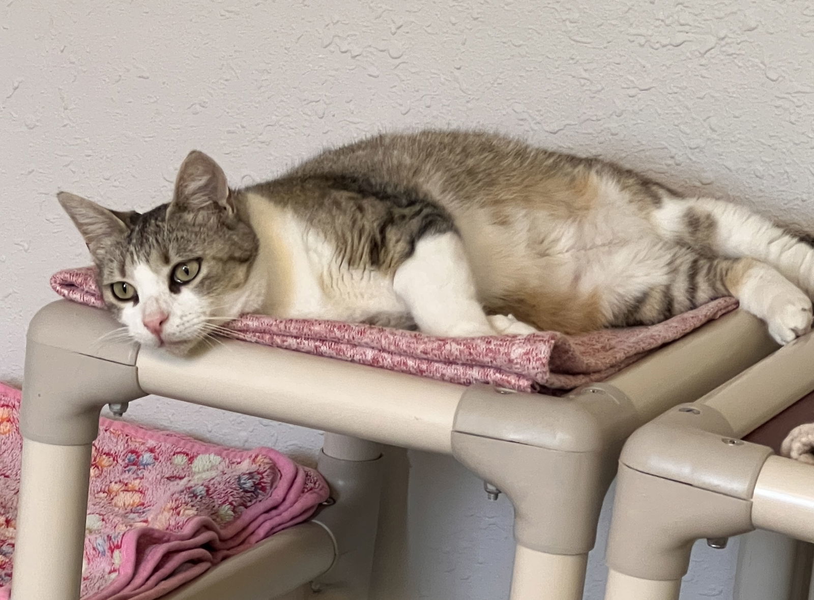 Amanda, an adoptable Domestic Short Hair in Webster, WI, 54893 | Photo Image 1