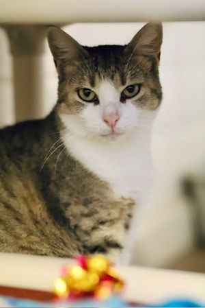 Amanda, Adult Female Domestic Short Hair