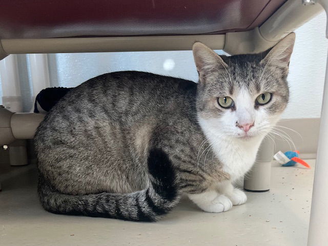 Amanda, an adoptable Domestic Short Hair in Webster, WI, 54893 | Photo Image 2