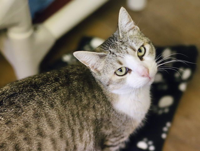 Amanda, an adoptable Domestic Short Hair in Webster, WI, 54893 | Photo Image 2