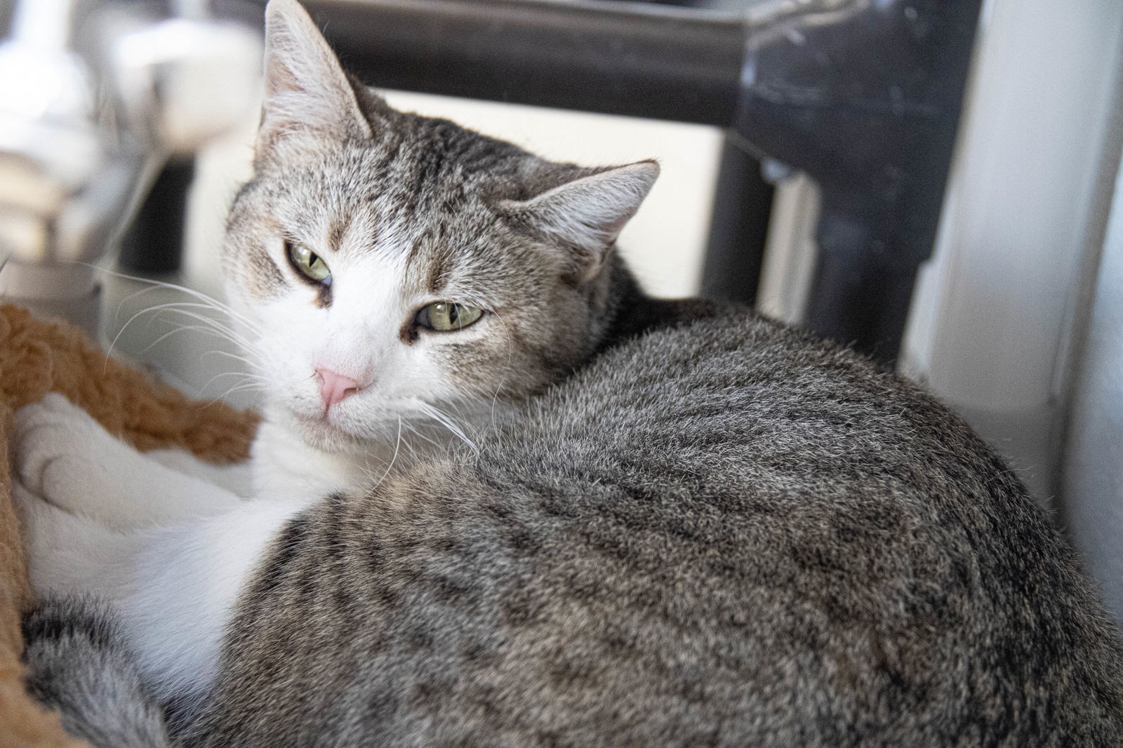 Amanda, an adoptable Domestic Short Hair in Webster, WI, 54893 | Photo Image 3