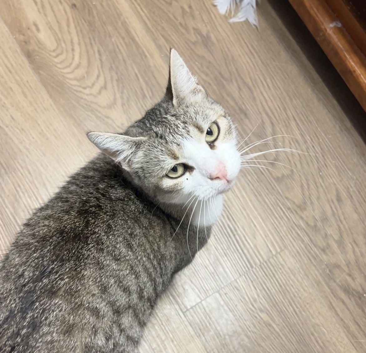 Amanda, an adoptable Domestic Short Hair in Webster, WI, 54893 | Photo Image 3