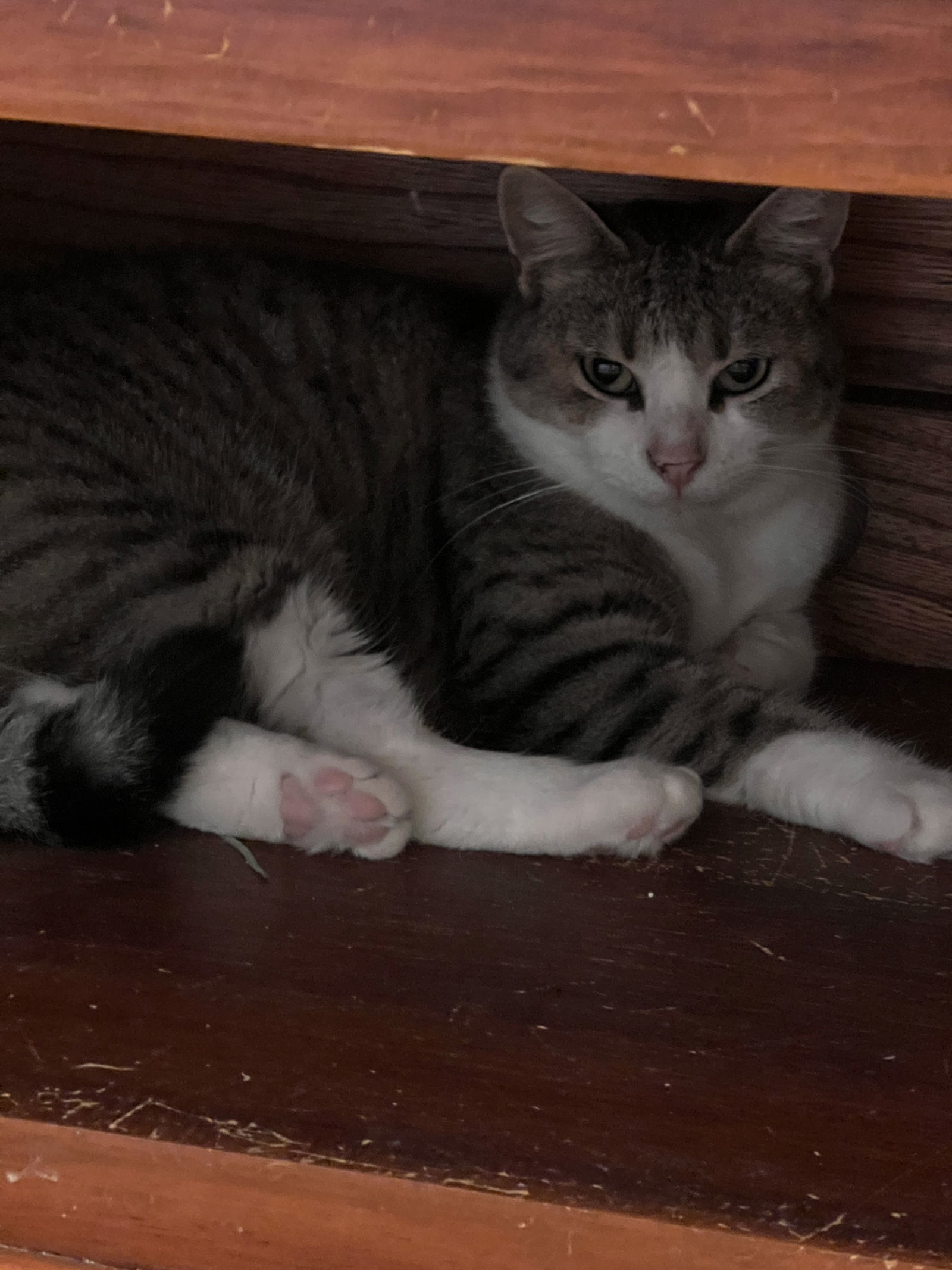 Amanda, an adoptable Domestic Short Hair in Webster, WI, 54893 | Photo Image 3