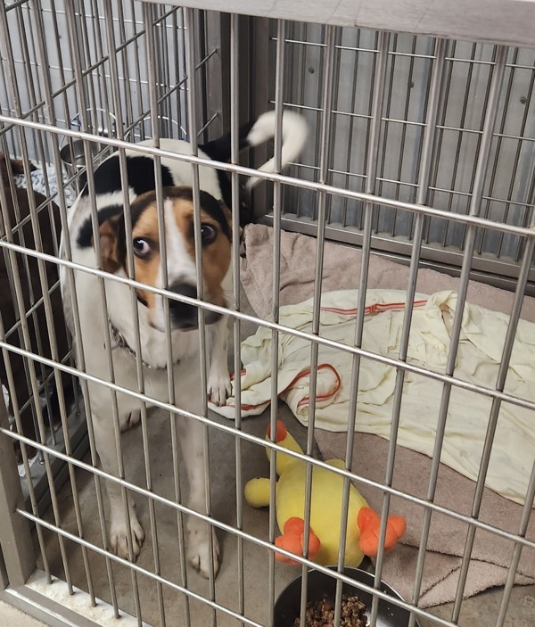 Rocky3, an adoptable Foxhound in Cleveland, TN, 37311 | Photo Image 1
