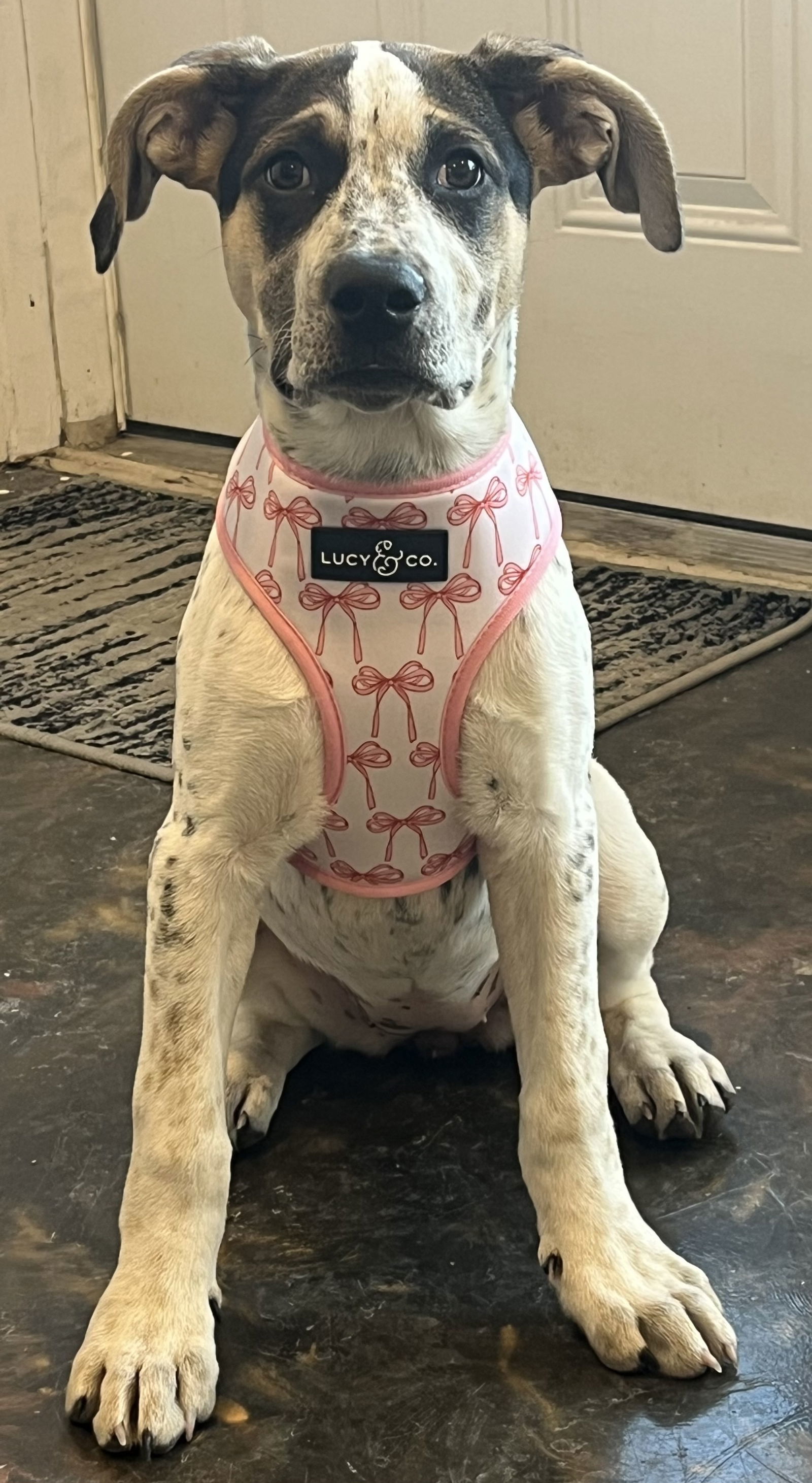 Dominoes, an adoptable American Bulldog, German Shepherd Dog in St. Cloud, MN, 56301 | Photo Image 1