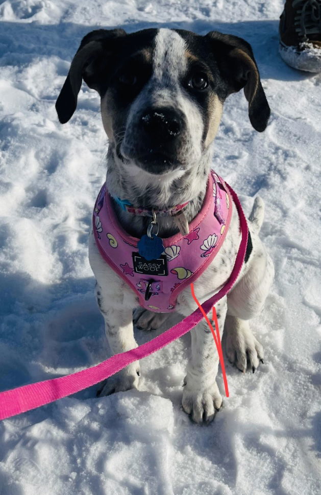 Dominoes, an adoptable American Bulldog, German Shepherd Dog in St. Cloud, MN, 56301 | Photo Image 3