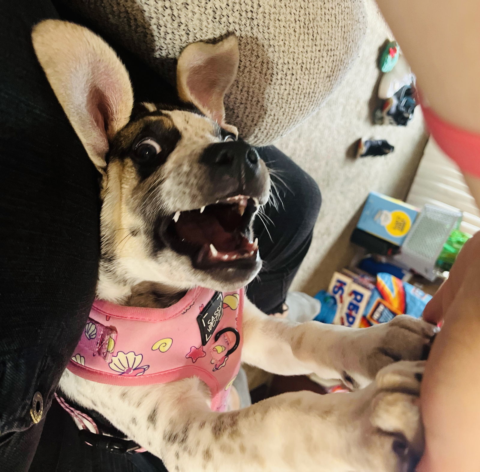 Dominoes, an adoptable American Bulldog, German Shepherd Dog in St. Cloud, MN, 56301 | Photo Image 4