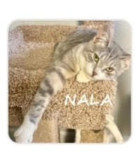 Nala