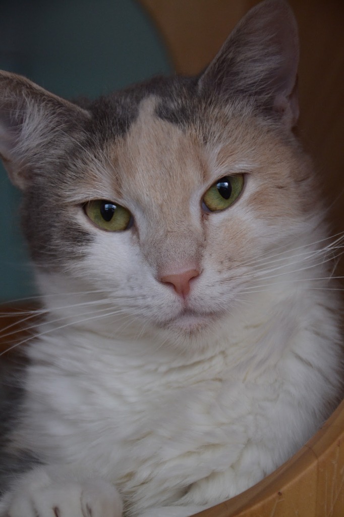 Athena, an adoptable Domestic Short Hair in Heber City, UT, 84032 | Photo Image 1