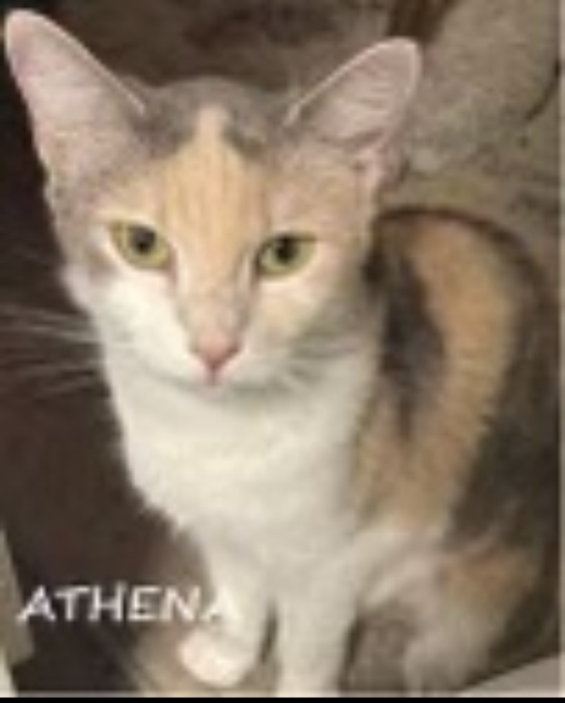 Athena, an adoptable Domestic Short Hair in Heber City, UT, 84032 | Photo Image 2