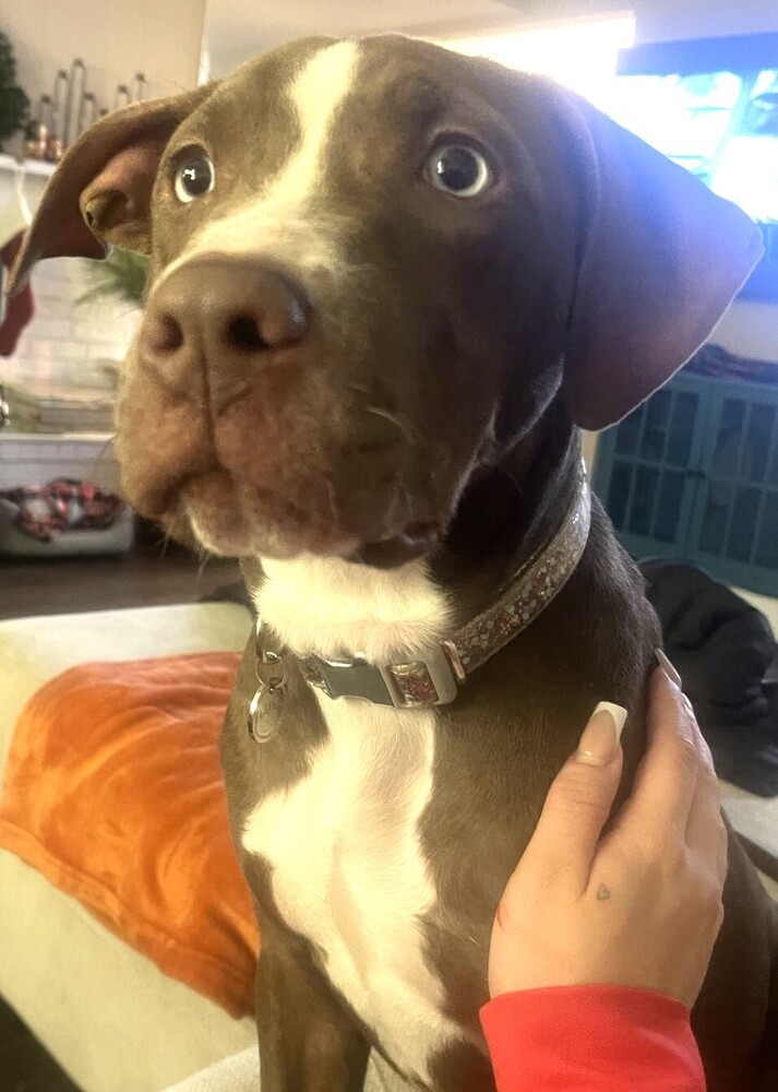 Koko NKA Halcyon
