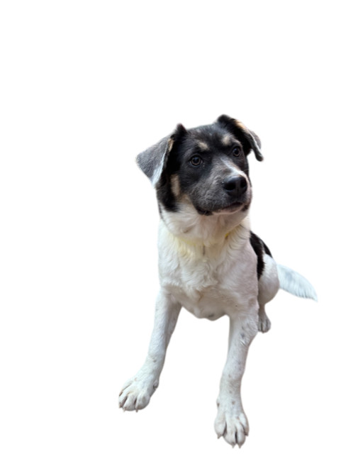 Tulsa, an adoptable Great Pyrenees, Pit Bull Terrier in Cody, WY, 82414 | Photo Image 1