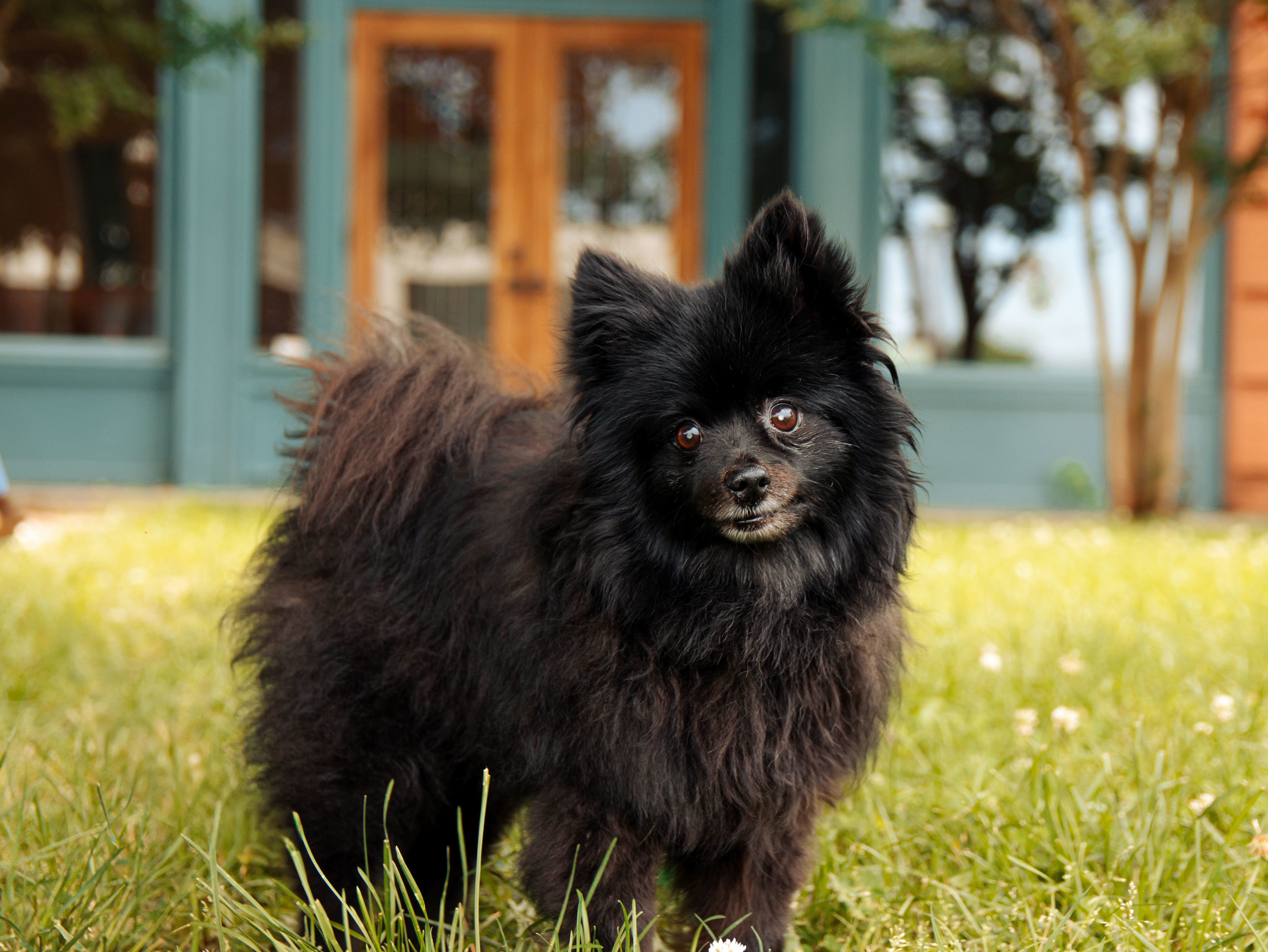 Jojo, an adoptable Pomeranian in Knoxville, TN, 37920 | Photo Image 1