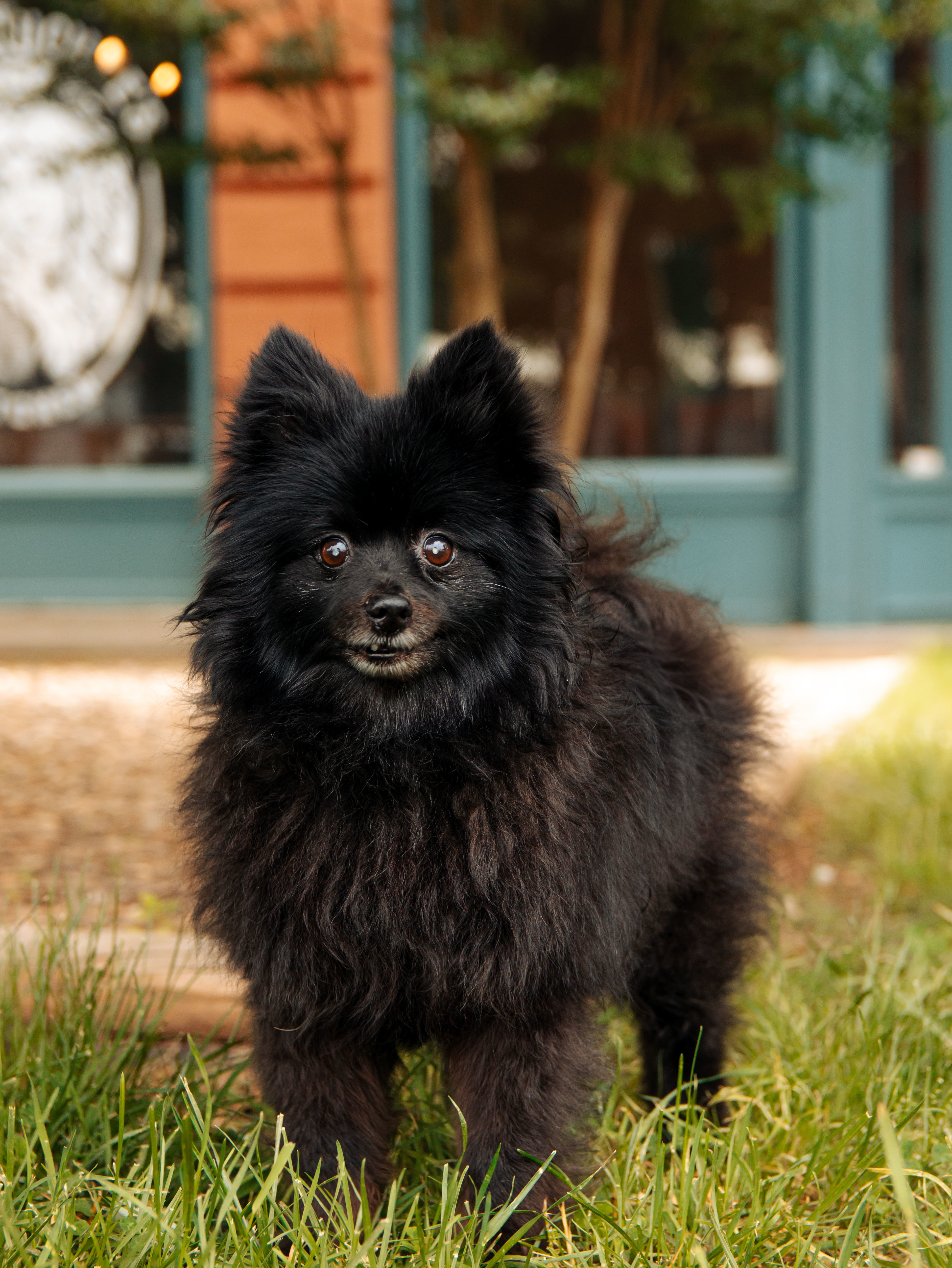 Jojo, an adoptable Pomeranian in Knoxville, TN, 37920 | Photo Image 2