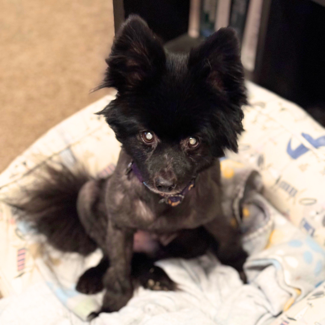 Jojo, an adoptable Pomeranian in Knoxville, TN, 37920 | Photo Image 5