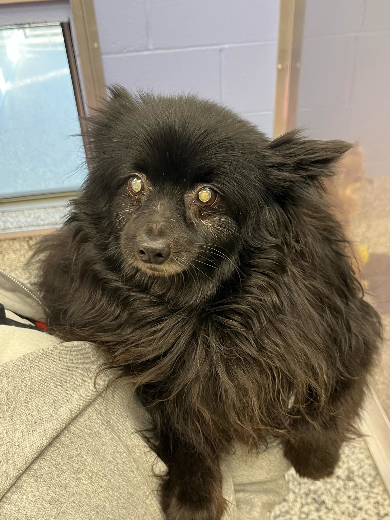 Jojo, an adoptable Pomeranian in Knoxville, TN, 37920 | Photo Image 6