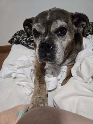 Sugar, Senior Female unknown