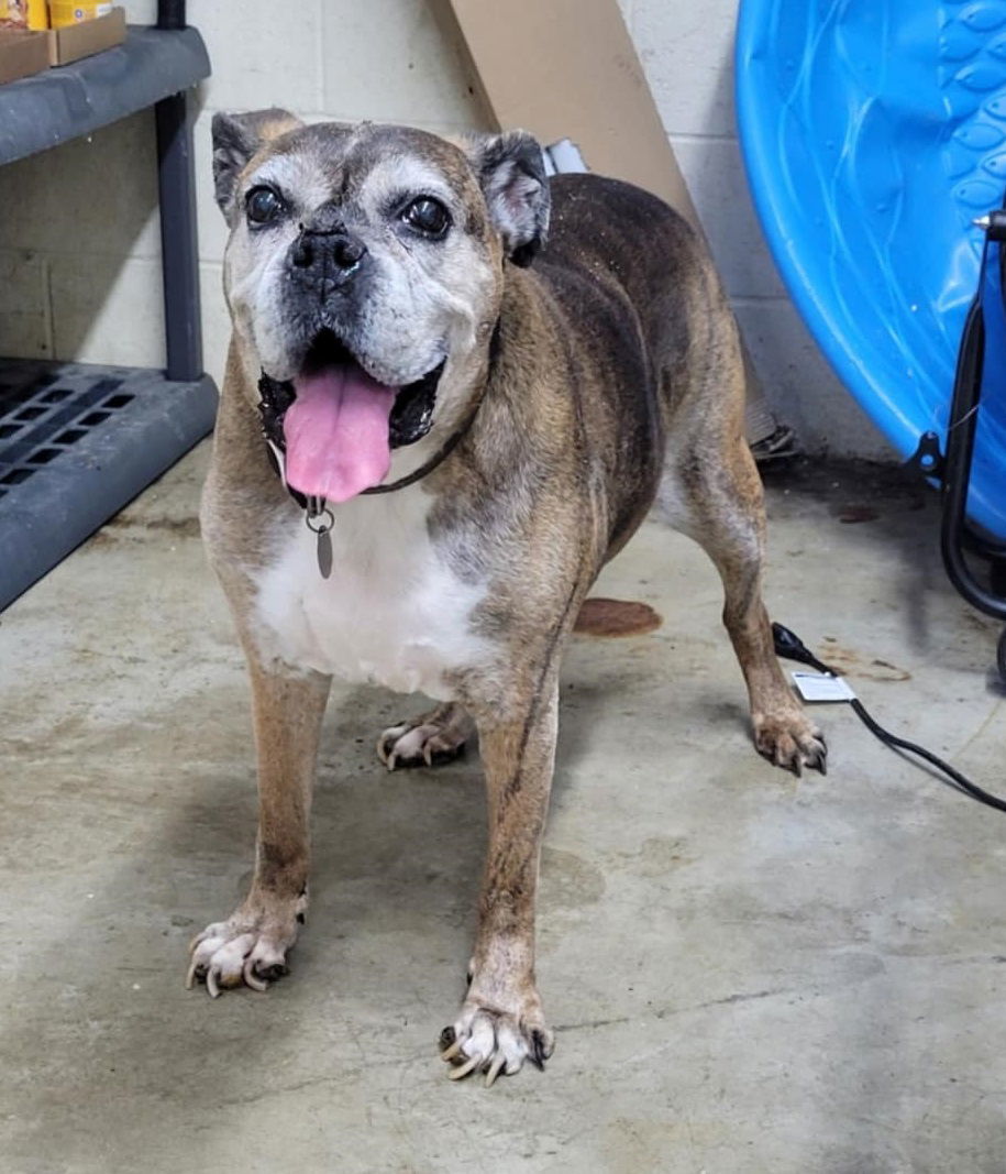 Sugar - SPONSOR ME!!, an adoptable Boxer in Shakopee, MN, 55379 | Photo Image 2