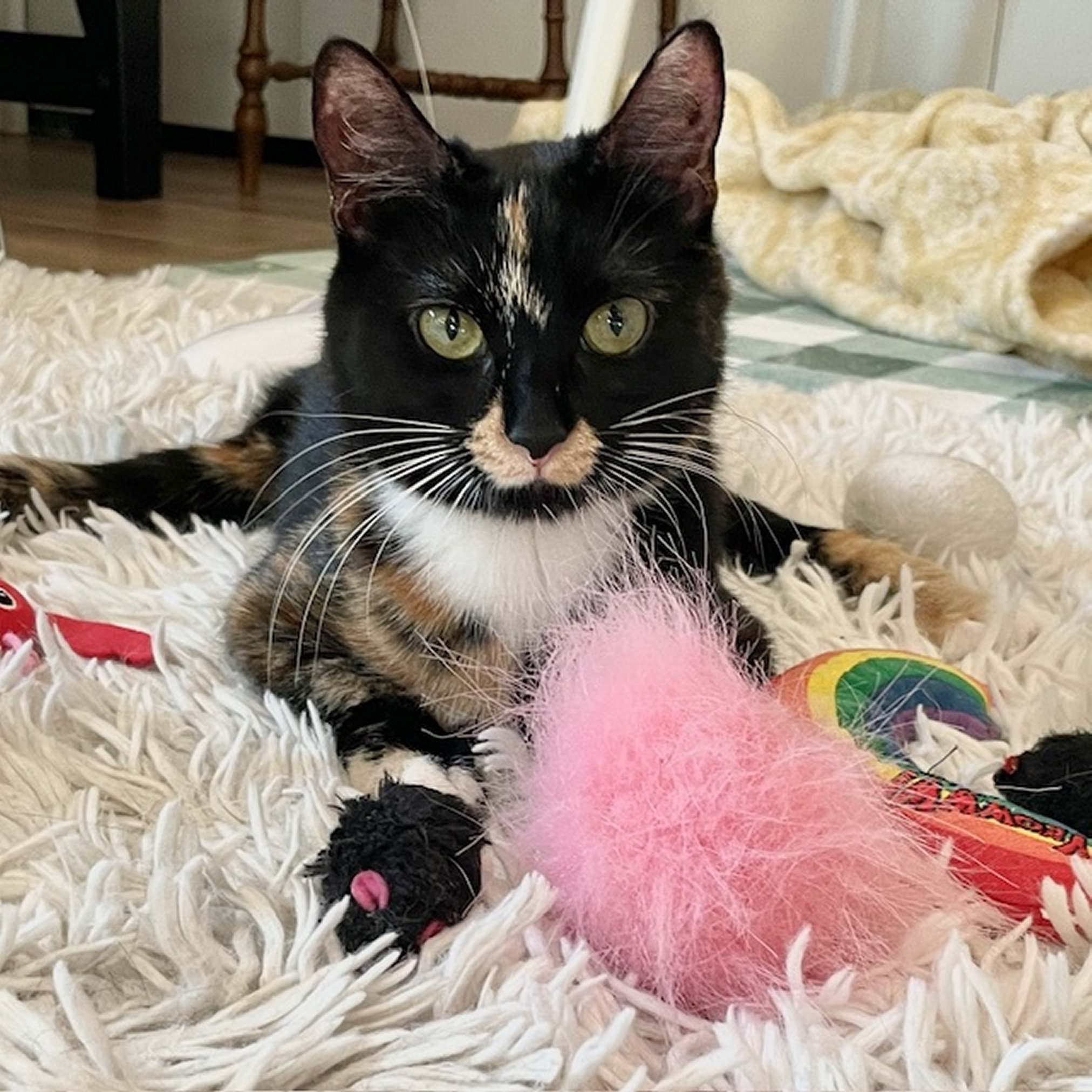 Spider Monkey, an adoptable Domestic Short Hair in Santa Fe, NM, 87501 | Photo Image 1