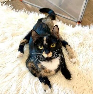 Spider Monkey, an adoptable Domestic Short Hair in Santa Fe, NM, 87501 | Photo Image 2