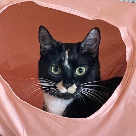 Spider Monkey, an adoptable Domestic Short Hair in Santa Fe, NM, 87501 | Photo Image 3