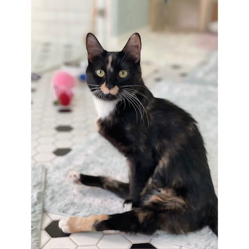 Spider Monkey, an adoptable Domestic Short Hair in Santa Fe, NM, 87501 | Photo Image 4